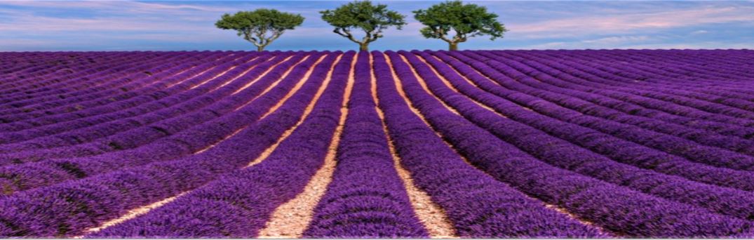 Progetti Oli Essenziali